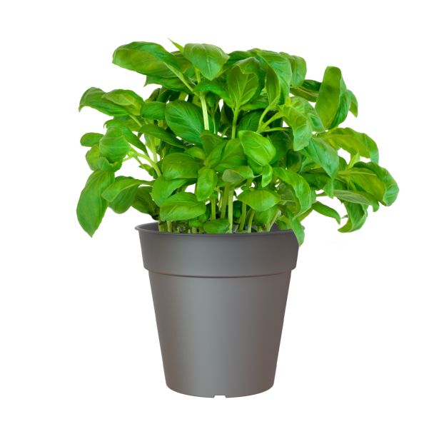 PE ZUNANJI LONEC MADAGASCAR ANTRACIT 23CM