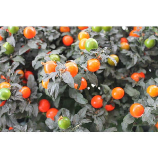 SOBNA ZELENA RASTLINA MADEIRN. KORALNI GRM L13