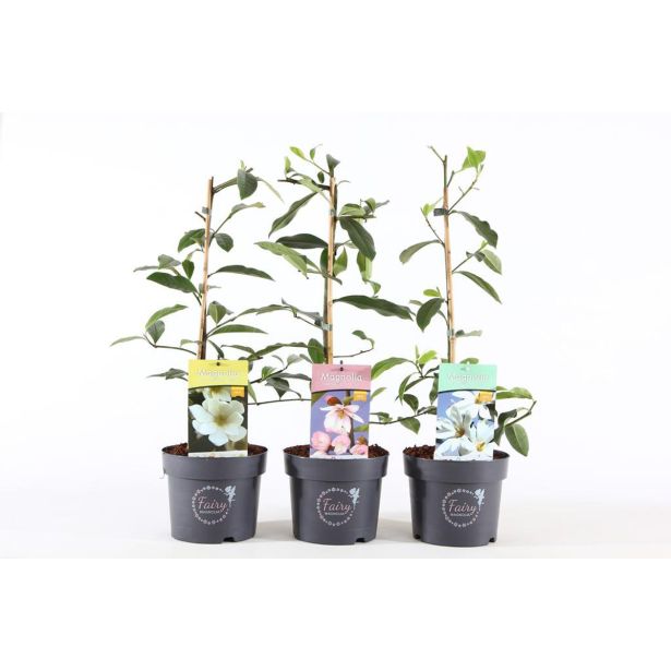 MAGNOLIJA FAIRY L19 CM