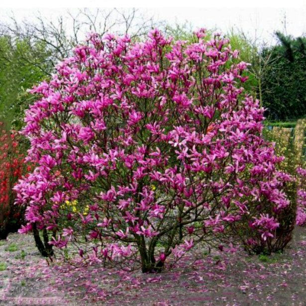 MAGNOLIJA SUSAN L3 L