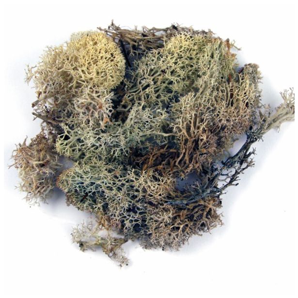 DODATEK ZA VENČEK RAYHER MAH ISLANDSKI, NARAVEN 30 G