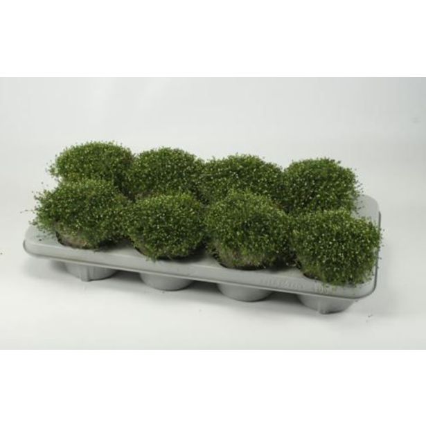 TRAJNICA MAH MIX L12