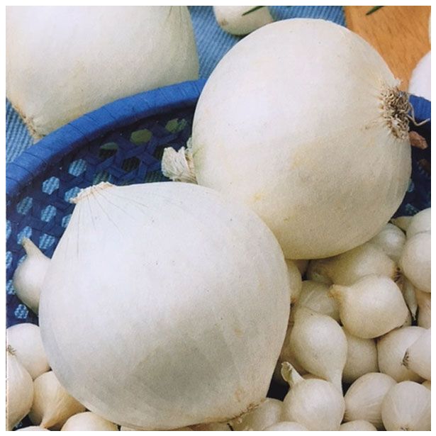 ČEBULČEK MAJSKI SREBRNJAK 0.5 KG