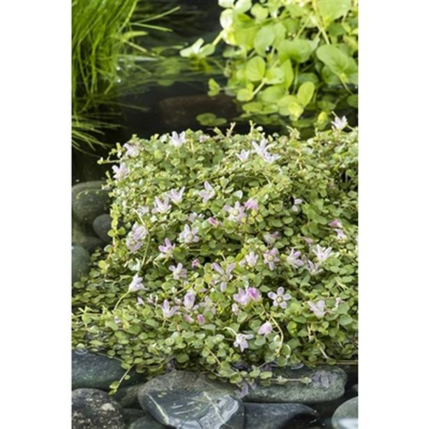 VODNE RASTLINE MALA KURJA ČEŠNJICA L 11