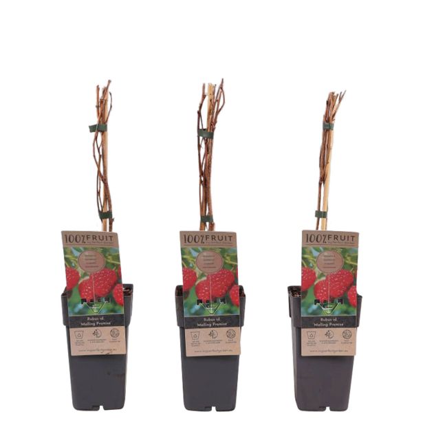 MALINA MALLING PROMIS L2 L