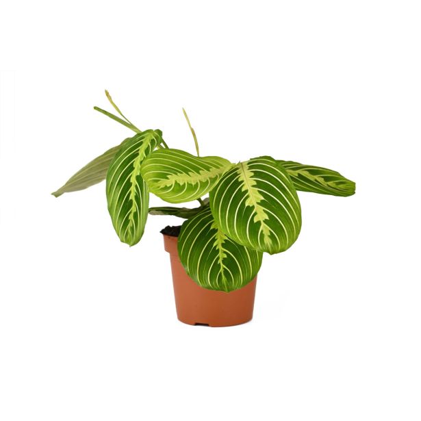 SOBNA ZELENA RASTLINA MARANTA LEUCONEURA LEMON LIME L12