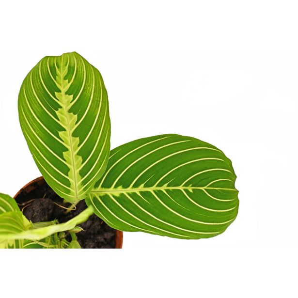 SOBNA ZELENA RASTLINA MARANTA LEUCONEURA LEMON LIME L12