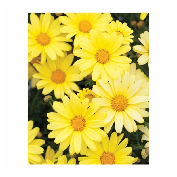 MARJETKA VOLMARY AMIS COLOURS L12