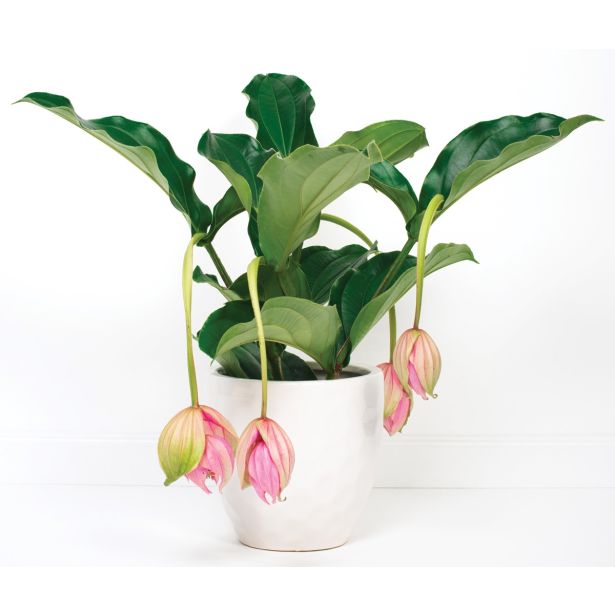 MEDENILA EKSOTIČNA PRINCESA L14