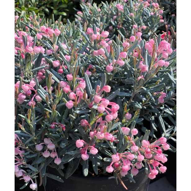 MEDITERANSKE RASTLINE ANDROMEDA BLUE ICE L13 CM