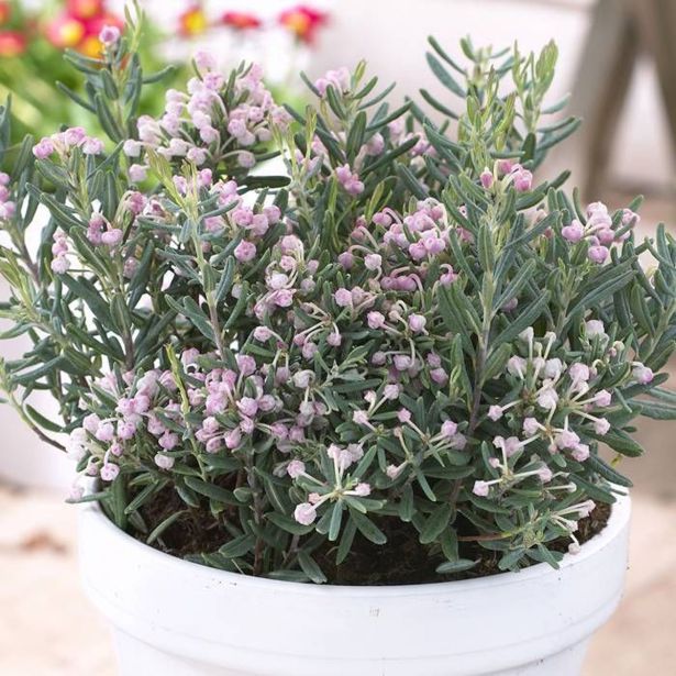 MEDITERANSKE RASTLINE ANDROMEDA BLUE ICE L13 CM