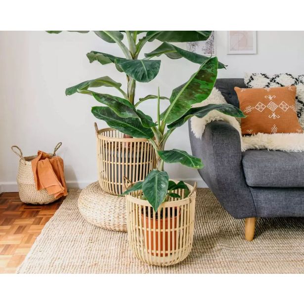 MEDITERANSKE RASTLINE BANANOVEC MUSA DWARF CAVENDISH L17 CM