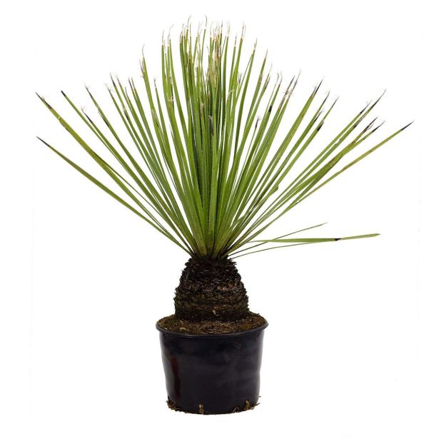 MEDITERANSKE RASTLINE DAISYLIRION SERATIFOLIUM