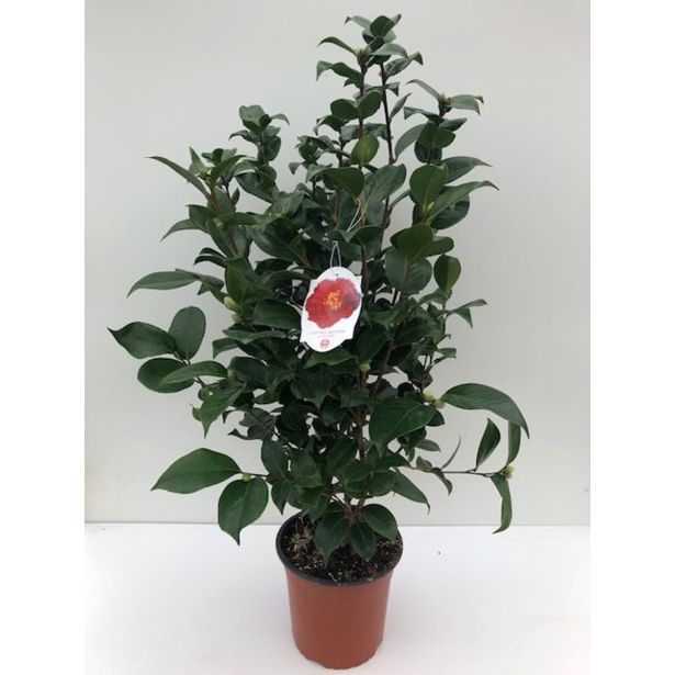 MEDITERANSKE RASTLINE JAPONSKA KAMELIJA L24 V60