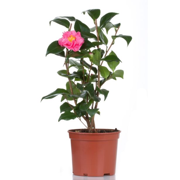 MEDITERANSKE RASTLINE JAPONSKA KAMELIJA L24 V60