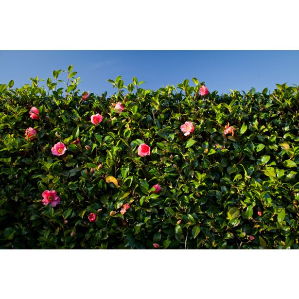 MEDITERANSKE RASTLINE JAPONSKA KAMELIJA L24 V60