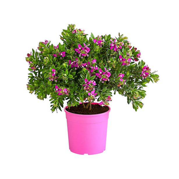 MEDITERANSKE RASTLINE MIRTOLISTNA GREBENUŠA L 19