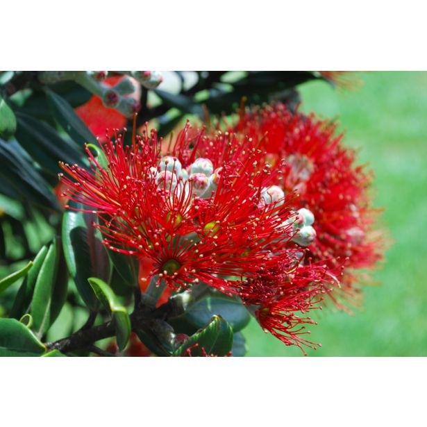 MEDITERANSKE RASTLINE NOVOZELANDSKO BOŽIČNO DREVO L19