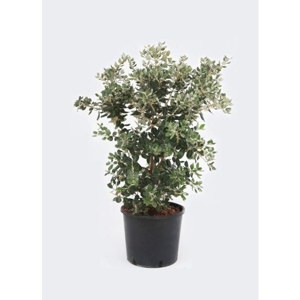 MEDITERANSKE RASTLINE NOVOZELANDSKO BOŽIČNO DREVO L22