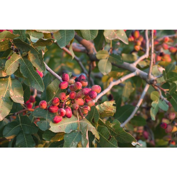 MEDITERANSKE RASTLINE PISTACIJA KERMAN L28