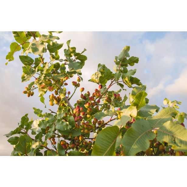 MEDITERANSKE RASTLINE PISTACIJA KERMAN L28