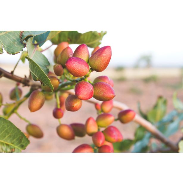 MEDITERANSKE RASTLINE PISTACIJA KERMAN L28