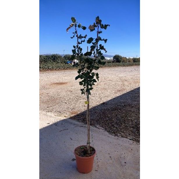 MEDITERANSKE RASTLINE PISTACIJA KERMAN L28