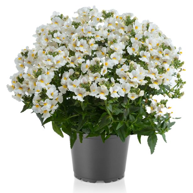 MEDITERANSKE RASTLINE SOLANUM JASMINOIDES L18