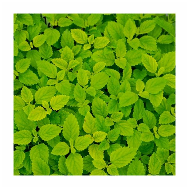 MELISA VOLMARY CITRONSKA META RELAX L12