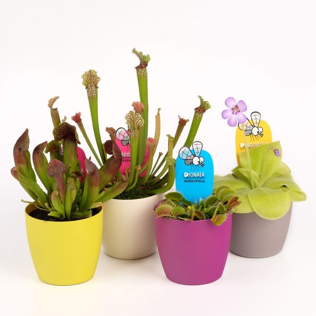 SOBNA ZELENA RASTLINA MESOJEDE RASTLINE MIX L 8.5