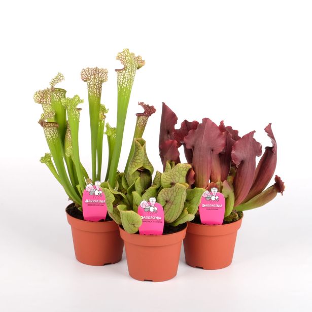 MESOJEDKA MIX L12 CM