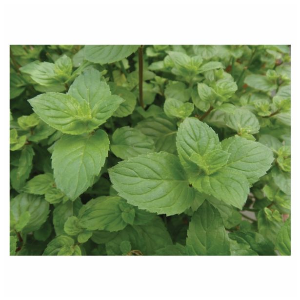 META VOLMARY ČOKOLADNA L12 CHOCOLATE