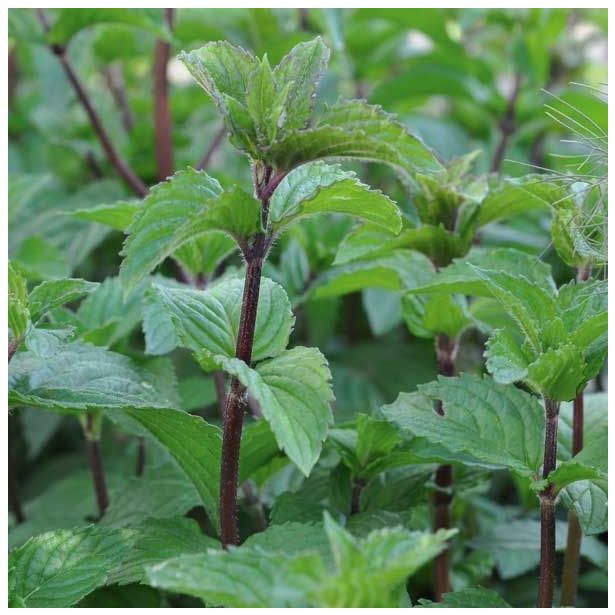 META VOLMARY PIPERITA MULTIMENTHA L12 PEKOČA