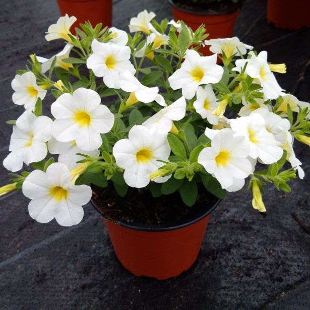 SEZONSKA RASTLINA MILIJON ZVONČK MIX L10