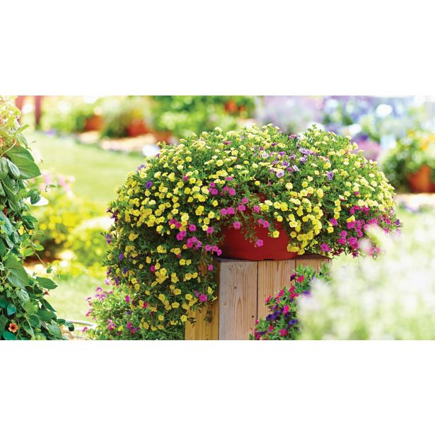 MILJON ZVONČEK VOLMARY CALITA COLOURS V. L12