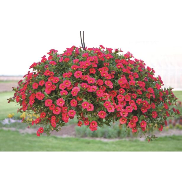 MILJON ZVONČEK VOLMARY CALITA COLOURS V. L12