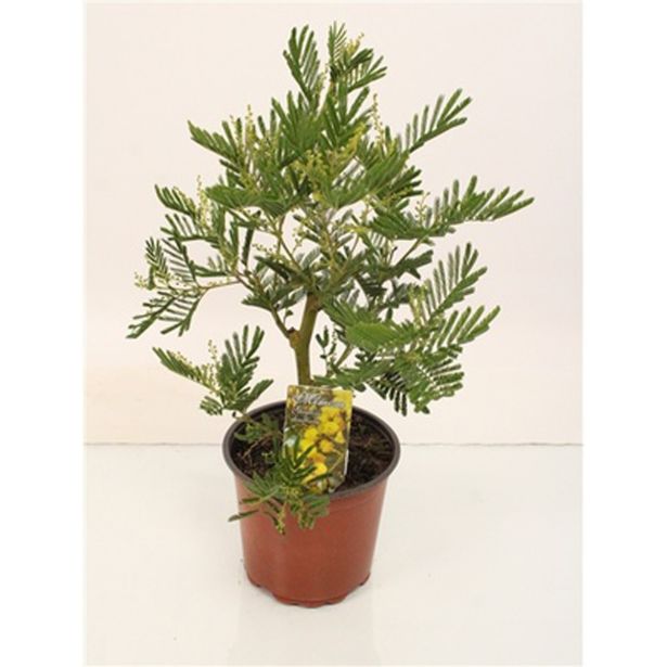 CVETOČA SOBNA RASTLINA MIMOZA L15