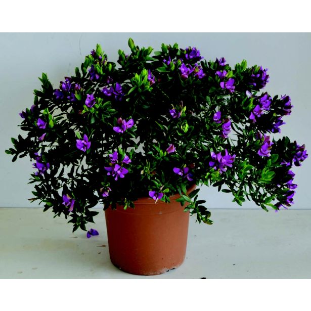 MIRTOLISTNA GREBENUŠA L17