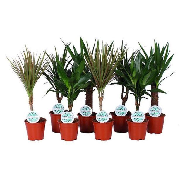 MIX ZELENIH RASTLIN MIX 4 SORTE L14