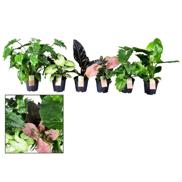 MIX ZELENIH RASTLIN MIX 4 SORTE L14