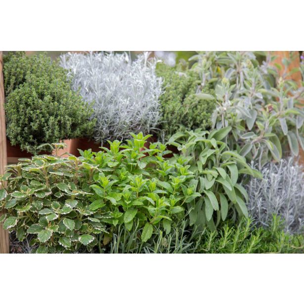 MIX DIŠAVNIC IN ZELIŠČ SADIKE ZAČIMBE P10