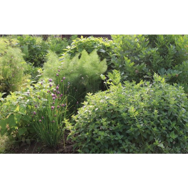 MIX DIŠAVNIC IN ZELIŠČ SADIKE ZAČIMBE P12