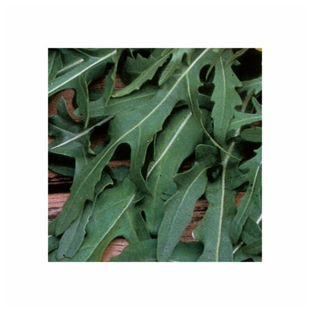 MIX DIŠAVNIC IN ZELIŠČ VOLMARY DIVJA RUKOLA L12