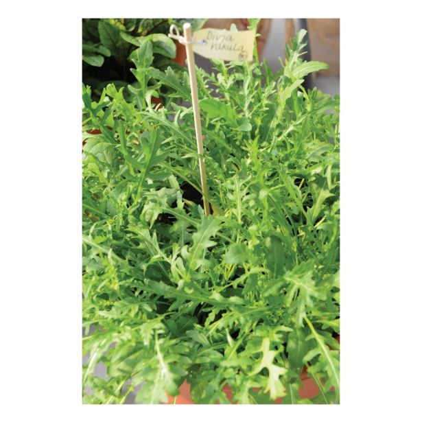 MIX DIŠAVNIC IN ZELIŠČ VOLMARY DIVJA RUKOLA L12