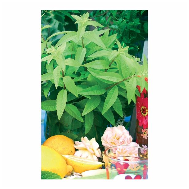 MIX DIŠAVNIC IN ZELIŠČ VOLMARY LIPPIA CITRIODORA FRESHMAN L12