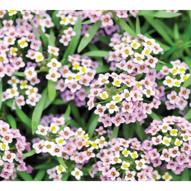 MIX ENOLETNIC VOLMARY L11