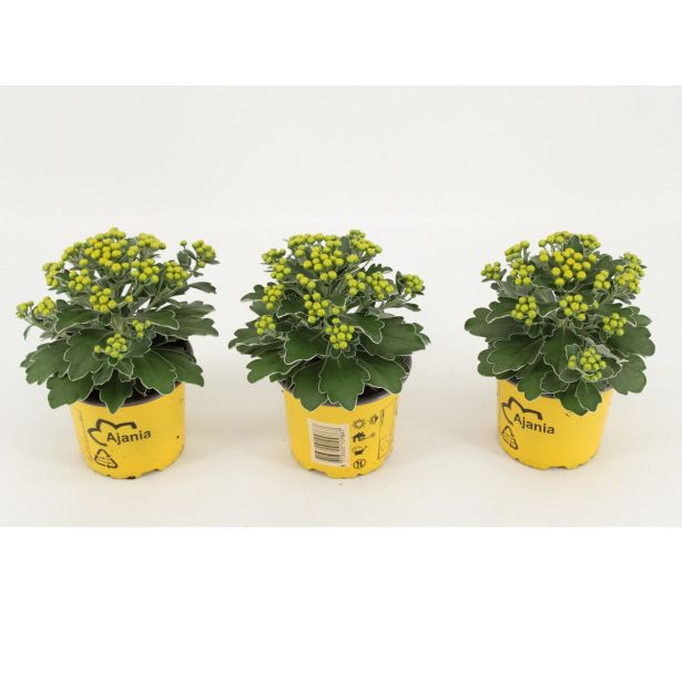 MIX JESENSKIH RASTLIN AJANIA PACIFICA L11 CM