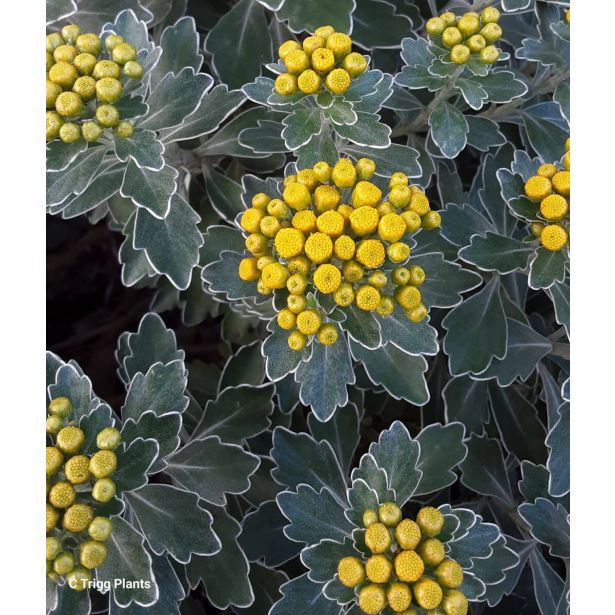 MIX JESENSKIH RASTLIN AJANIA PACIFICA L11 CM