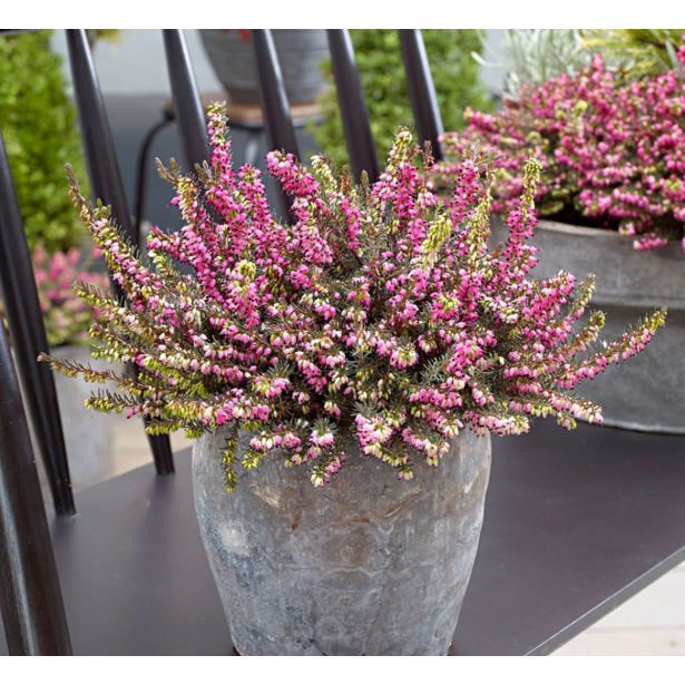 MIX JESENSKIH RASTLIN POMLADANSKA RESA L11 CM