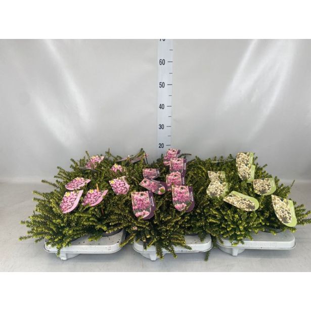 MIX JESENSKIH RASTLIN POMLADANSKA RESA L11 CM